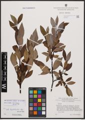 Salix bicolor Ehrh. ex Willd.